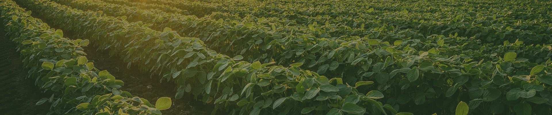 Call To Action background image