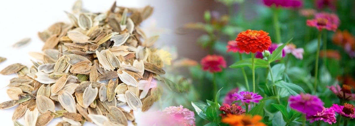 Flower Seed