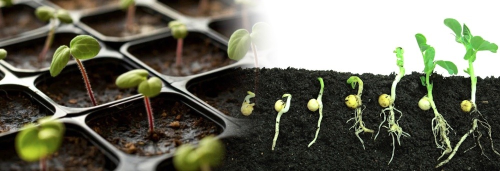 Germ and dormancy