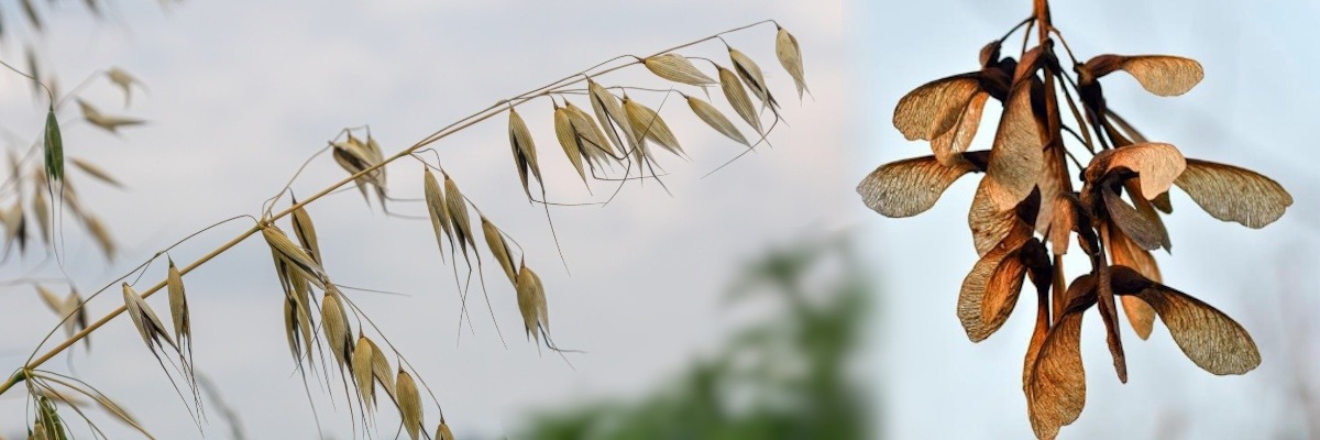 Wild Tree